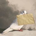 schnelle_brieftaube